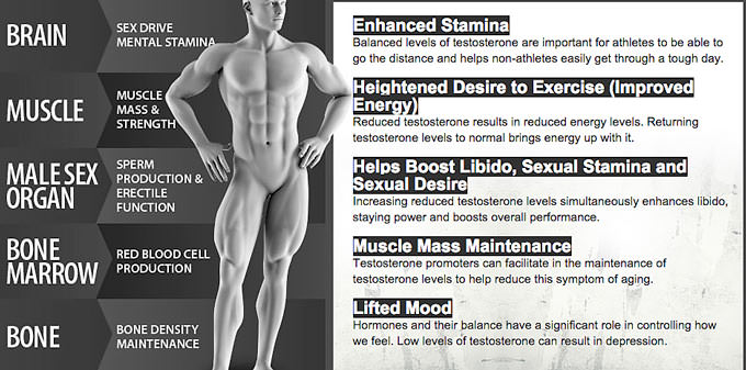 The Effects of Testo XTRM